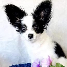 Papillon Puppies from WayMaker Papillons