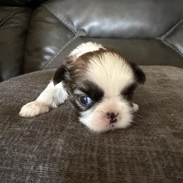 Shih Tzu Puppies from Niepoetter Shih Tzus