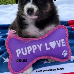 Jules - Black tri-color female Australian Shepherd puppy in Magee, Mississippi from Paint ByNumbers Ranch