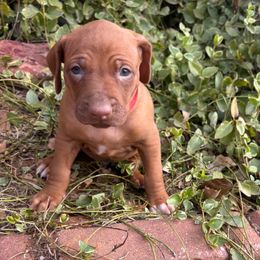 Ranger - Rd whtn brn nose male Rhodesian Ridgeback puppy in Carney, Oklahoma from River Run Parson Russell terriers & River Run Ridgebacks