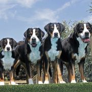 Greater Swiss Mountain Dogs from Jan Collin's Greater Swiss Mountain Dogs
