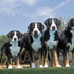 Greater Swiss Mountain Dogs from Jan Collin's Greater Swiss Mountain Dogs