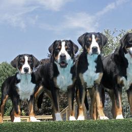 Greater Swiss Mountain Dogs from Jan Collin's Greater Swiss Mountain Dogs