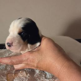 Vinnie - Black white and brown male Basset Hound puppy in Denison, Texas from Emma Lou's Baby Bassets