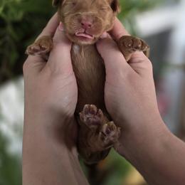 James - Apricot male Goldendoodle puppy in Decatur, Tennessee from Diamond's Doodles