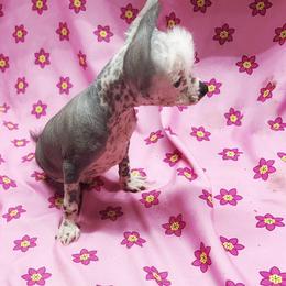 Chihuahua and Chinese Crested Puppies from Western Kentucky Chihuahua’s and Chinese Crested’s