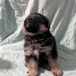 Boy 3 - male German Shepherd puppy in King, North Carolina from Golly-G German Shepherds