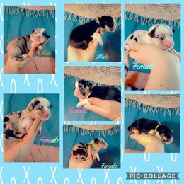 Pembroke Welsh Corgi Puppies from Weatherby’s Corgis