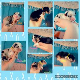 Pembroke Welsh Corgi Puppies from Weatherby’s Corgis