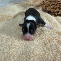 Ivan-fluffy - Black and tan male Pembroke Welsh Corgi puppy in Stillwater, Oklahoma from Steele Family Farms