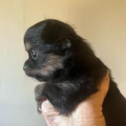Trident - Chocolate blue male Chihuahua puppy in Tecumseh, Oklahoma from Callie’s Happy Chihuahuas, Callie’s Happy Treasures LLC