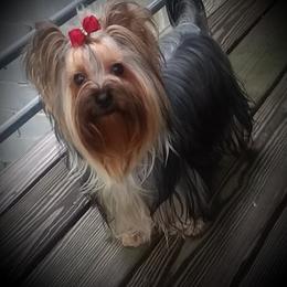 Yorkshire Terrier Puppies from Galaxy Kennel