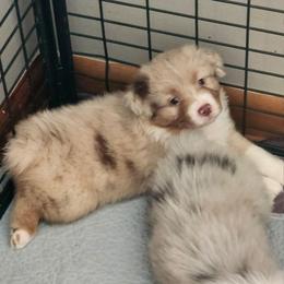 Joly ''Ember'' - Red merle female Australian Shepherd puppy in Athens, Tennessee from Mimi's Aussie