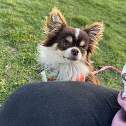 Willow - Chihuahua