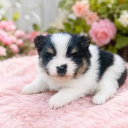 Blossom - Black and tan parti female Pomeranian puppy in Buck Valley, Pennsylvania from Buck Valley Pomeranians