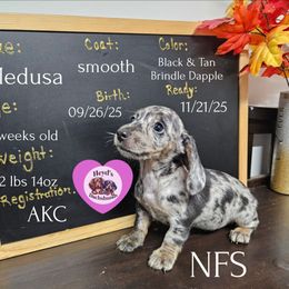 Pocahontas - Dapple female Dachshund puppy in Hoquiam, Washington from Heyd's Mini Dachshunds