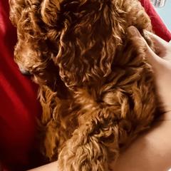 Goldendoodle Puppies from Labradoodleday