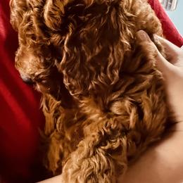 Goldendoodle Puppies from Labradoodleday