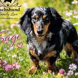Sage - Dachshund