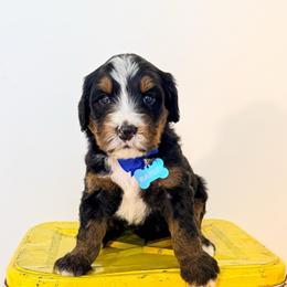 Bandit - Tri-color male Bernedoodle puppy in West Haven, Utah from Split Mountain Doodles