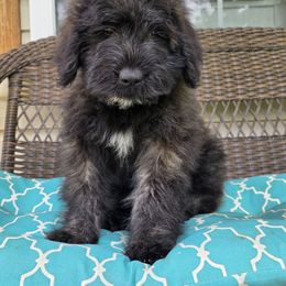 AKC NALA - Silver and gray female Bouvier des Flandres puppy in Marionville, Missouri from Sandbox Puppies
