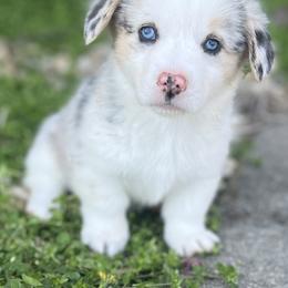Bloom - Blue merle and white female American Corgi puppy in Brownstown, Indiana from Brave Country Kennels