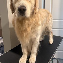 Golden Retriever Puppies from Canyon Ridge Goldens