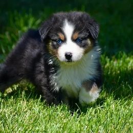 Kisa- Pink Collar - Black tri-color female Australian Shepherd puppy in Prineville, Oregon from KC’s Aussies