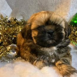 Kenzie - Gold female Shih Tzu puppy in Pleasant Shade, Tennessee from Kuntry Tyme Shih Tzus