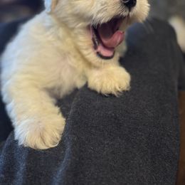 Meeshka - Parti female Miniature Schnauzer puppy in Jefferson, Oregon from Whiskey Meadows Miniature Schnauzers