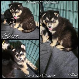 Scott - Black and white male Siberian Husky puppy in Bloomfield, Indiana from Paiges lil huskies