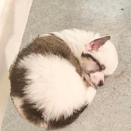 Chihuahua and Chinese Crested Puppies from Western Kentucky Chihuahua’s and Chinese Crested’s