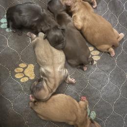 Shih Tzu and Yorkshire Terrier Puppies from Friends4everkennel LLC