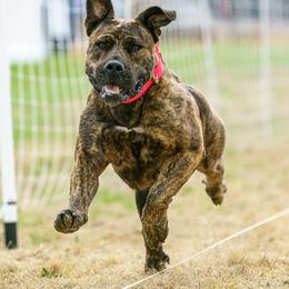 Boerboel All Grown Up from Romboel farm dogs