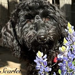 Scarlet - Black female Australian Labradoodle puppy in Bells, Texas from Sandcastle Labradoodles