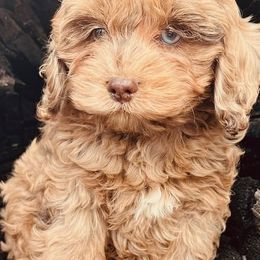 Cockapoos and Goldendoodles from 7 Sisters Cockapoos