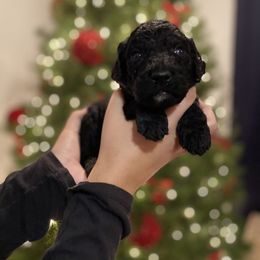 Java - Goldendoodle puppy in Los Angeles, California from Beach City Doodles
