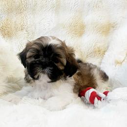 AKC Zac - Red and white male Shih Tzu puppy in Greenville, South Carolina from Babyface Shih Tzu
