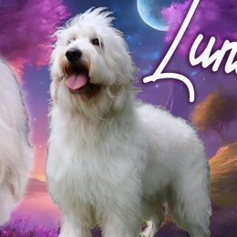 Luna - Goldendoodle