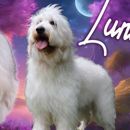 Luna - Goldendoodle