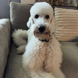 Anoushka - Poodle