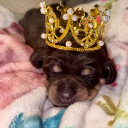 Cristina - Chocolate and tan female Dachshund puppy in Hornbeck, Louisiana from A&Z Mini Dachshunds