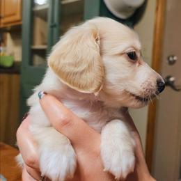 Wally - Cream male Dachshund puppy in Mayport, Pennsylvania from Debbie's Dachshunds