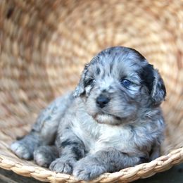 Aussiedoodle Puppies from Johnson’s Highland Pride Aussiedoodles