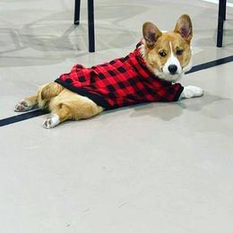 American Corgi, Cardigan Welsh Corgi, and Pembroke Welsh Corgi Puppies from Enok Corgis