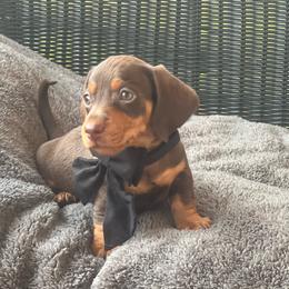 Boy 1 - Chocolate and tan male Dachshund puppy in Choccolocco, Alabama from Ace’s Doxies