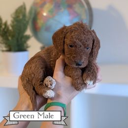 Goldendoodle Puppies from Rebecca Goldendoodles