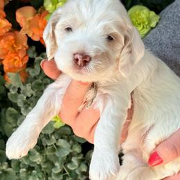 Adelyn (mint) - Cream female Cockapoo puppy in Denver, Pennsylvania from Greenview Puppies