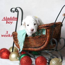 Aladdin (yellow collar) boy - Parti male Goldendoodle puppy in Corona, California from Fluffy Puppy Mini Doodles LLC