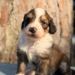Lovey - Sable female Bernedoodle puppy in Russellville, Arkansas from Crossgate Doodles